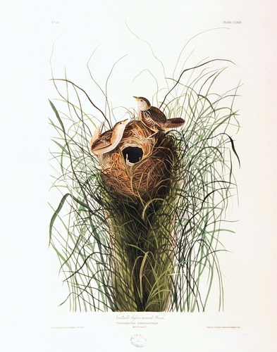 Nuttails lesser-marsh Wren